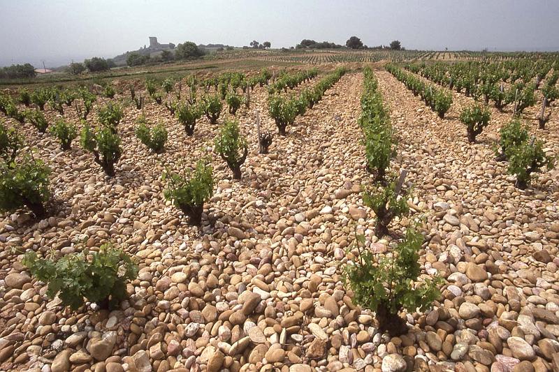 France 99 Ch N du P Vineyard.jpg